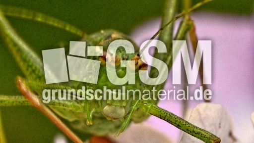 Kurzflügelige Schwertschrecke (12).jpg